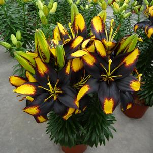 Lilium - Asiatic Pot Lily Looks™ 'Tiny Massive'