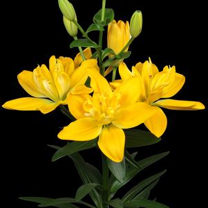 Lilium - LA Hybrid Lily 'Beverly Gold'