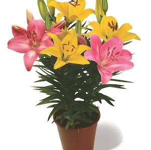 Lilium - LA Hybrid Lily 'Summer Eclipse® Combo'