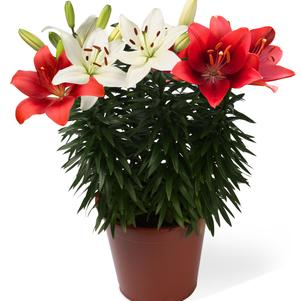 Lilium - LA Hybrid Lily 'Summer Solstice® Combo'