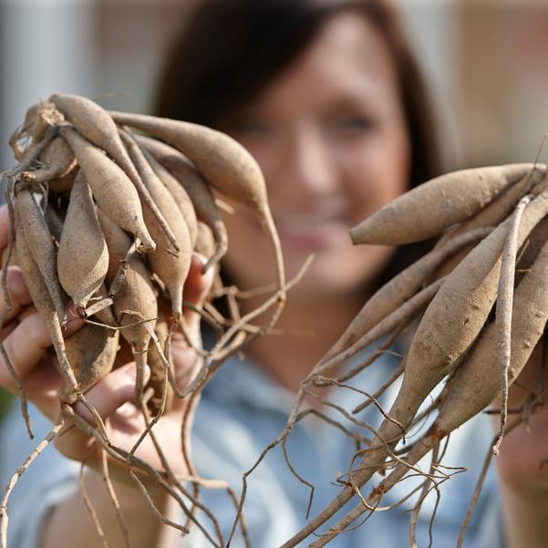 Grower Bulbs