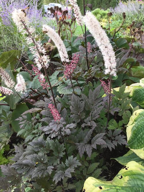 Cimicifuga ramosa 'Brunette'