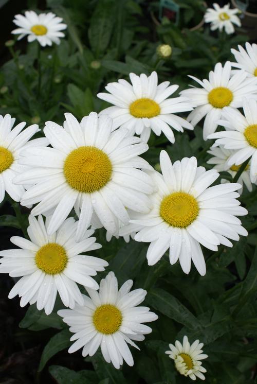 Leucanthemum superbum 'Becky'