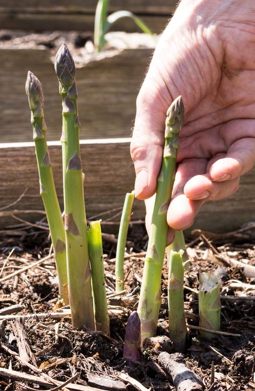 Asparagus Jersey Knight