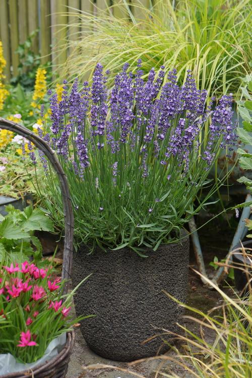 Lavandula angustifolia Big Time Blue