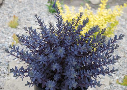 Sedum SunSparkler® Series 'Sapphire Tuffet'