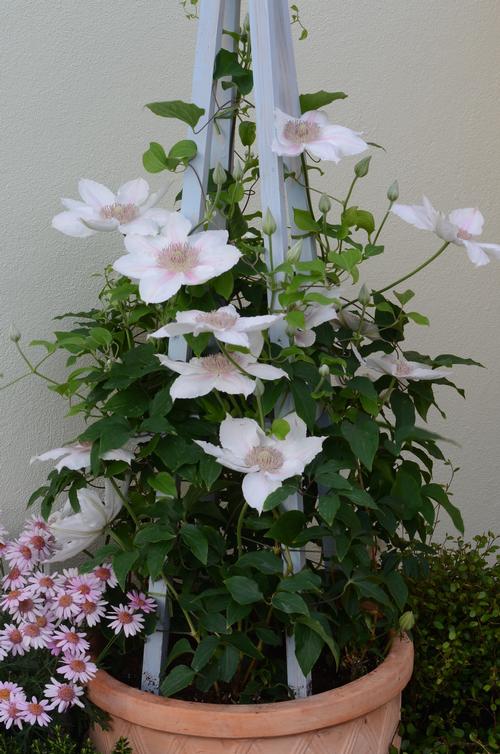 Clematis 'Corinne'