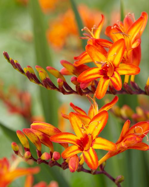 Crocosmia 'Firestarter'
