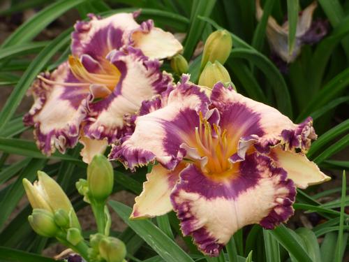 Hemerocallis Hanalei Bay
