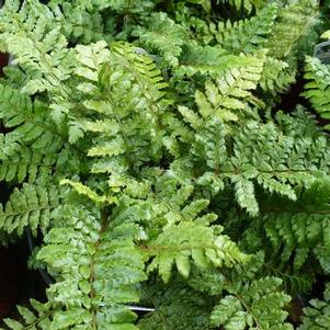 Polystichum polyblepharum