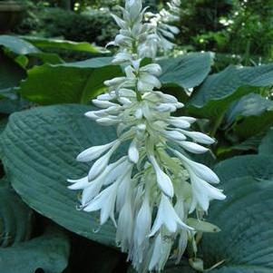 Hosta Elegans (sieboldiana)