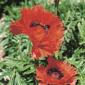 Papaver orientalis Turkenlouis