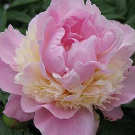 Peony Sorbet