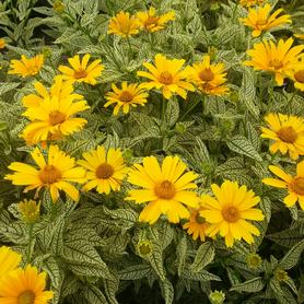 Heliopsis helianthoides Sunstruck