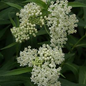 Asclepias incarnata Ice Ballet