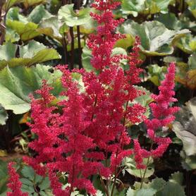 Astilbe arendsii Fanal
